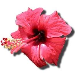 ӤHϥ(Avatar)