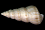 蓮花海螄螺